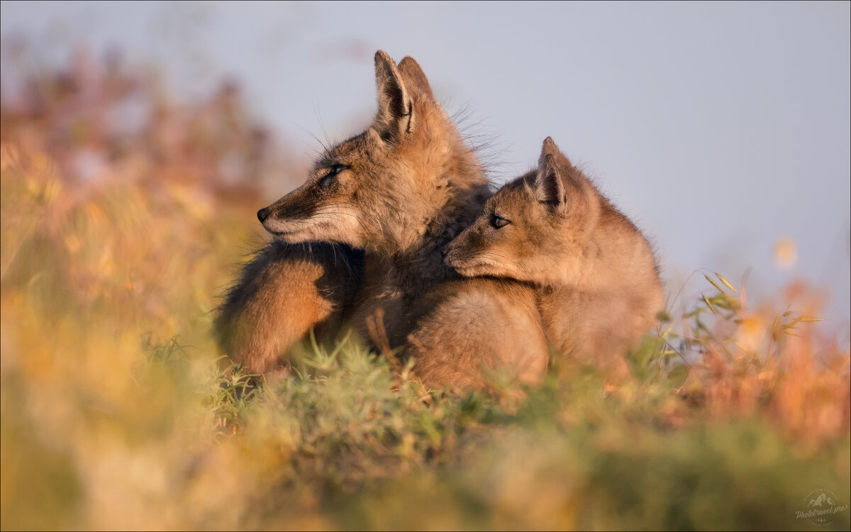 Слушая степь .. - Влад Соколовский