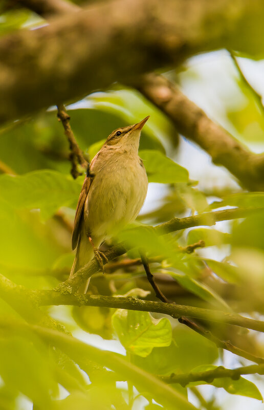 Садовая камышовка. - Sergey (Apg)