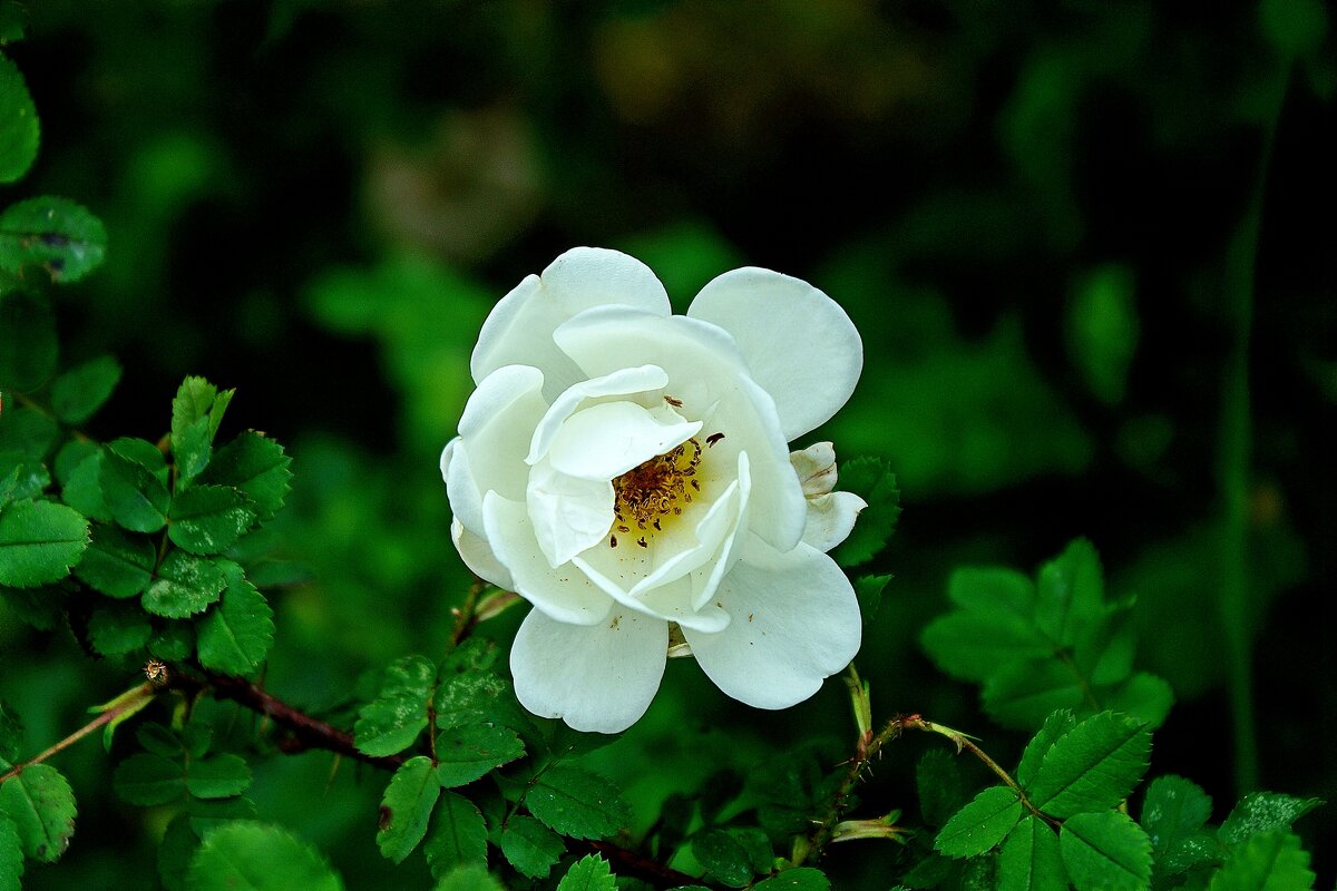 *** - Леонид leo