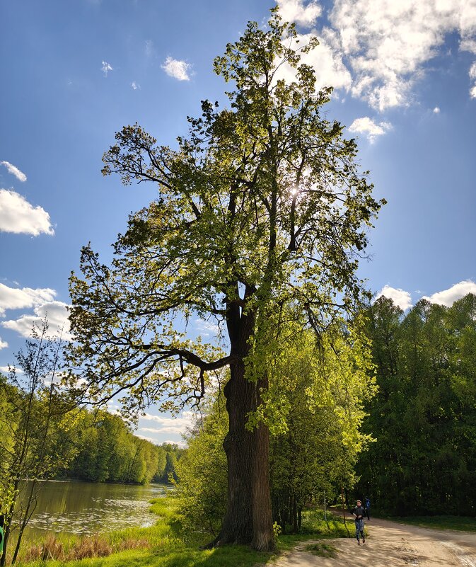 Дуб - Александр Павлович Казаев