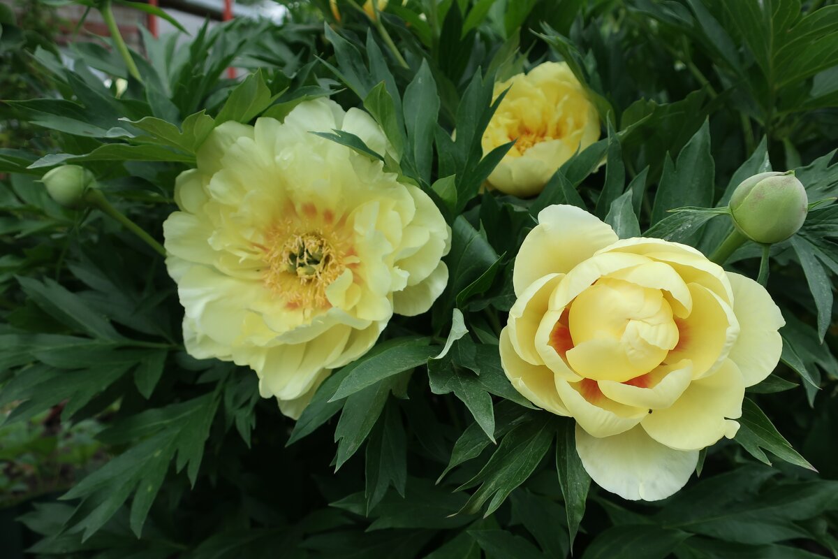 Пион Бартзелла - Gen Vel