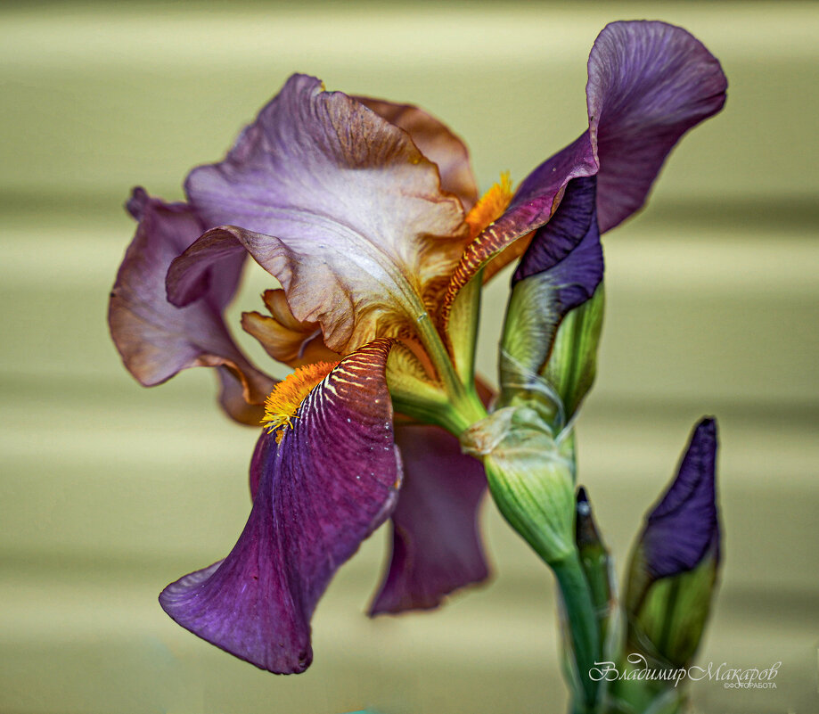 "Разухабистый"© - Владимир Макаров "Разухабистый"© - Владимир Макаров