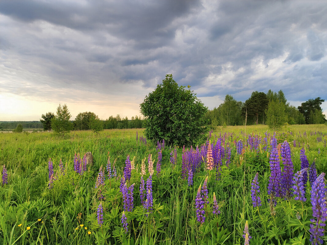 Каринское поле - Денис Бочкарёв