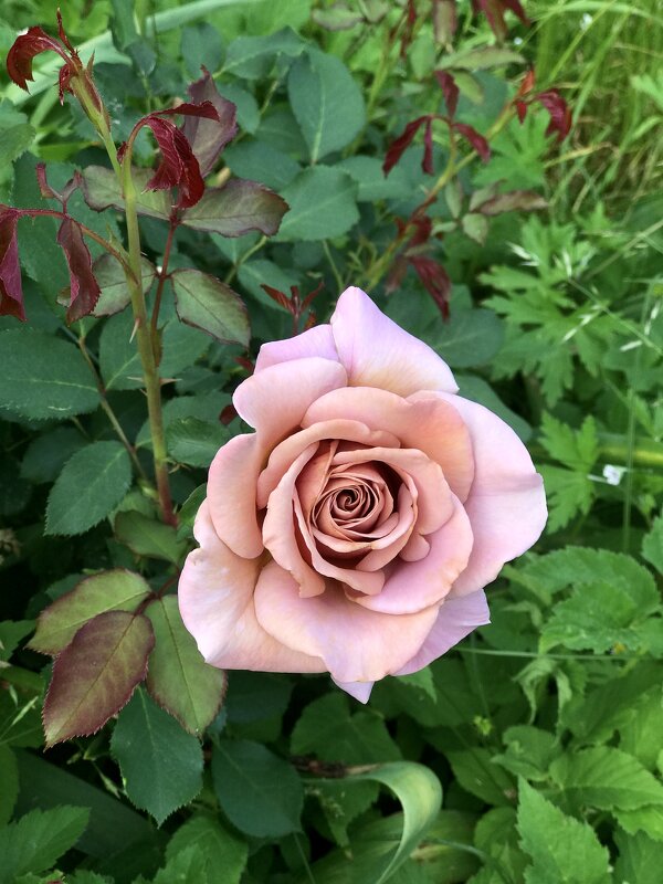 Роза. - Любовь 