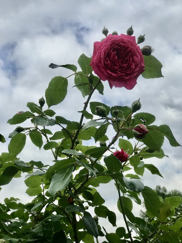 Первое цветение - Любовь 