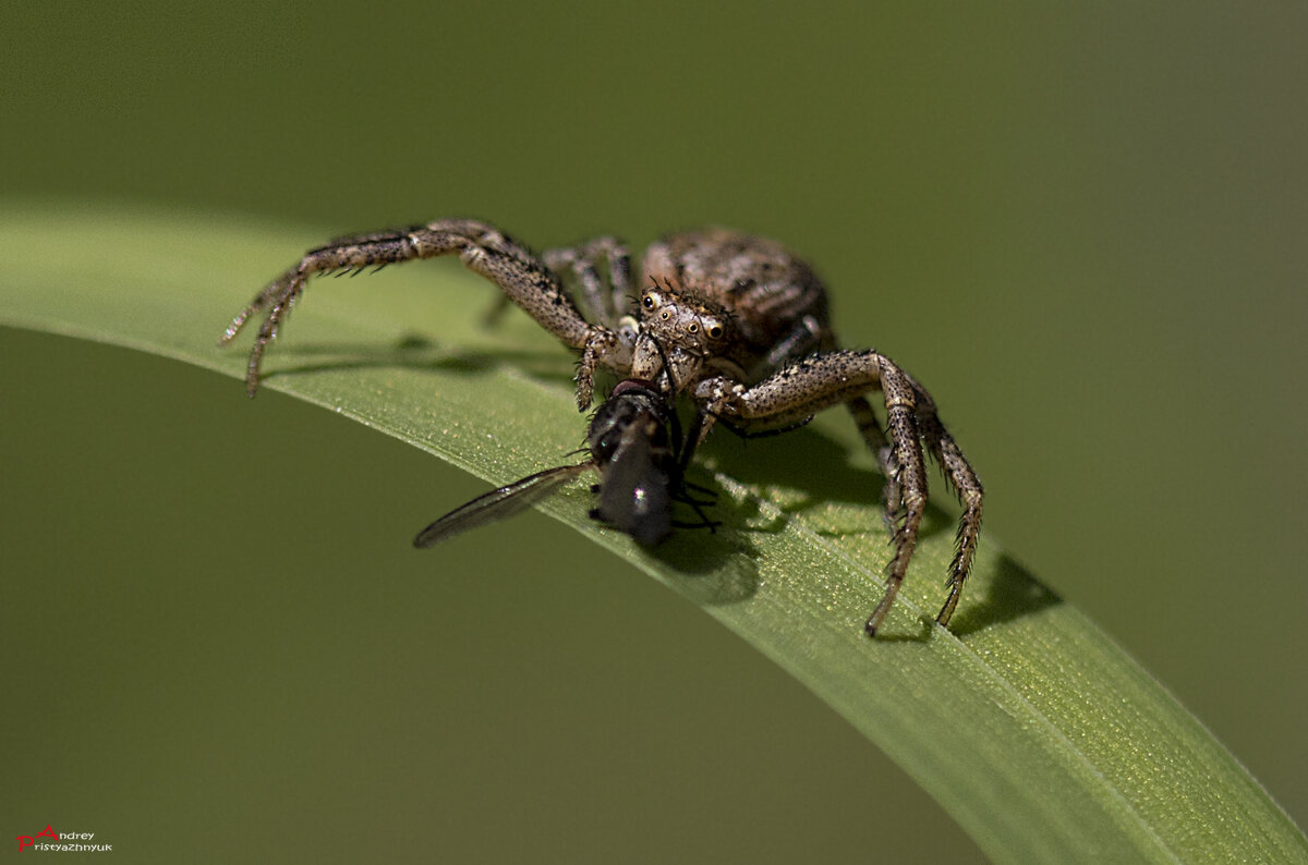 С добычей - Андрей Пристяжнюк