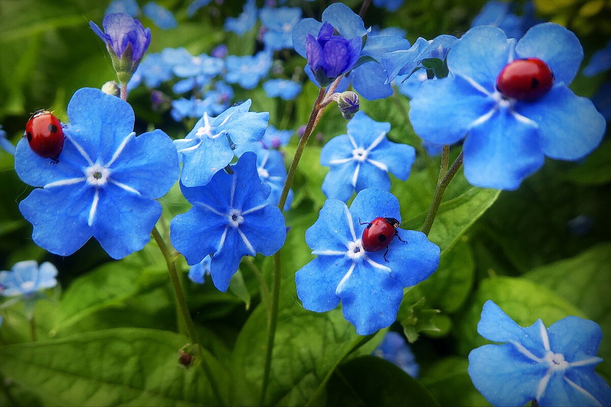 Украшение сада... - Владимир Шошин Украшение сада... - Владимир Шошин