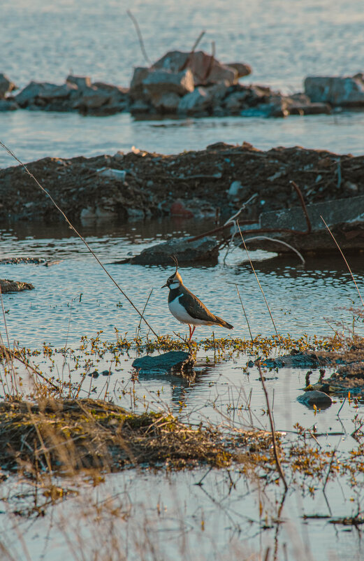 Шушары - Лана Пипякина