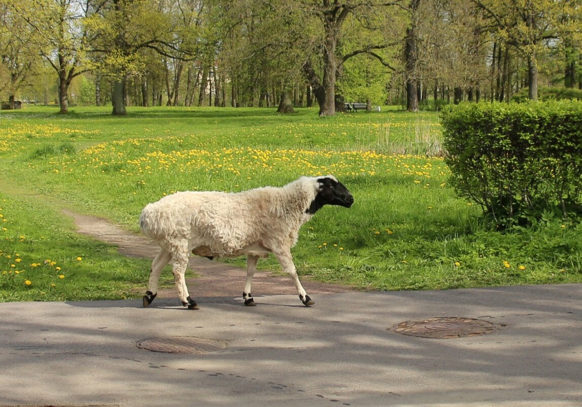 Стрельна. Орловский парк - Наталья Герасимова