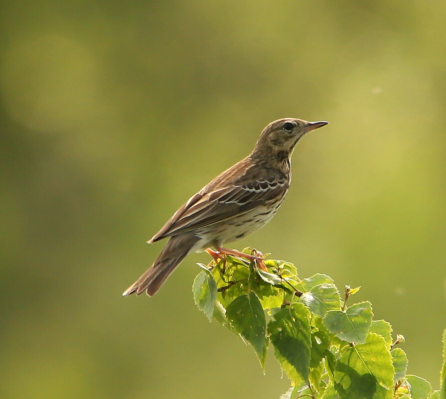 Лесной конек - Светлана 