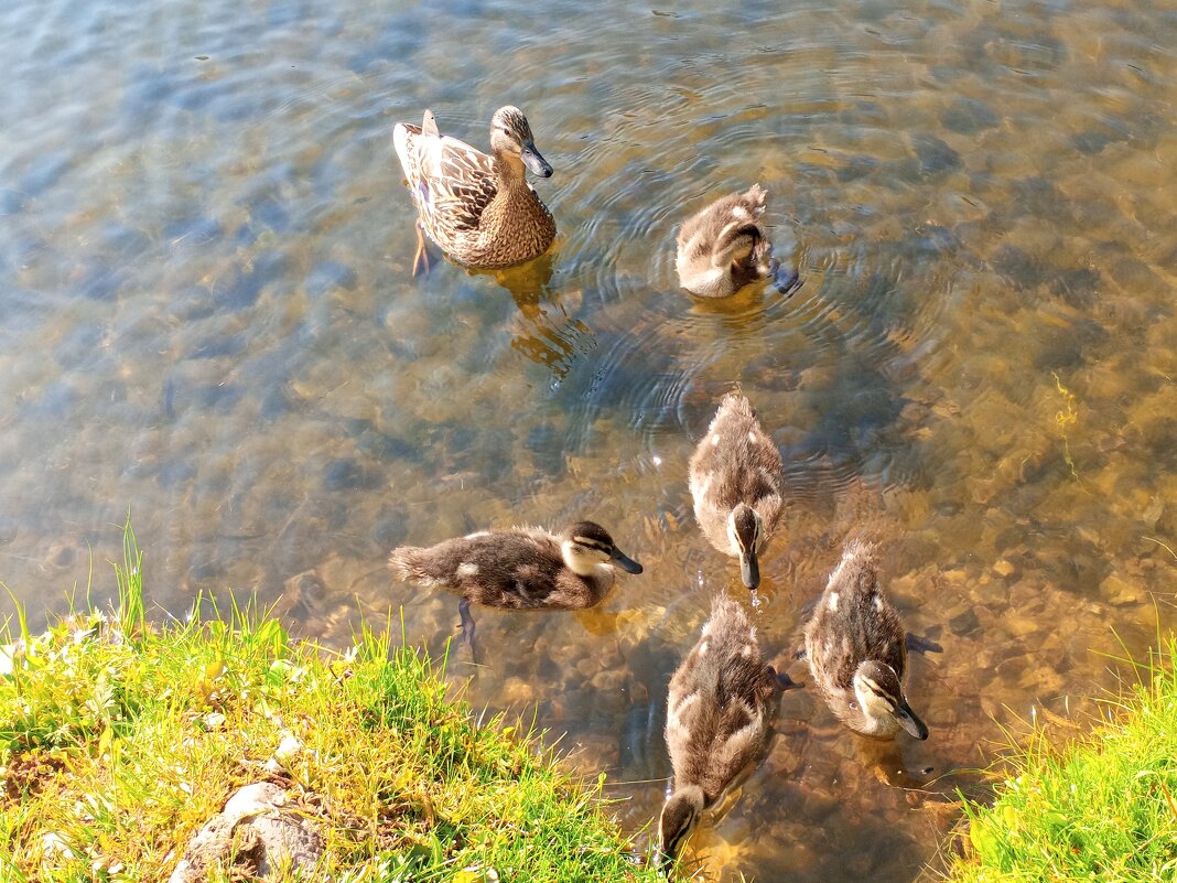 Утята - Сапсан Утята - Сапсан