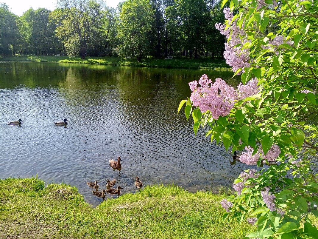 Сирень и утята - Сапсан 