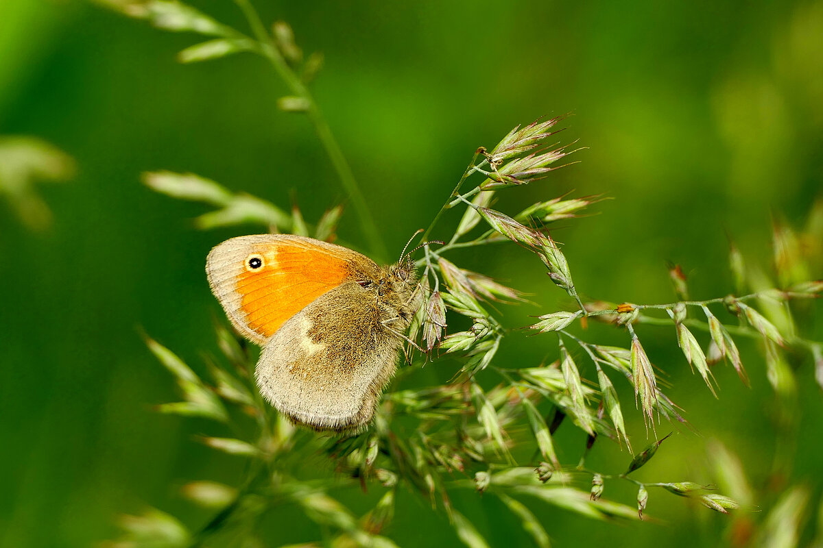 опять про бабочек 23 - Александр Прокудин