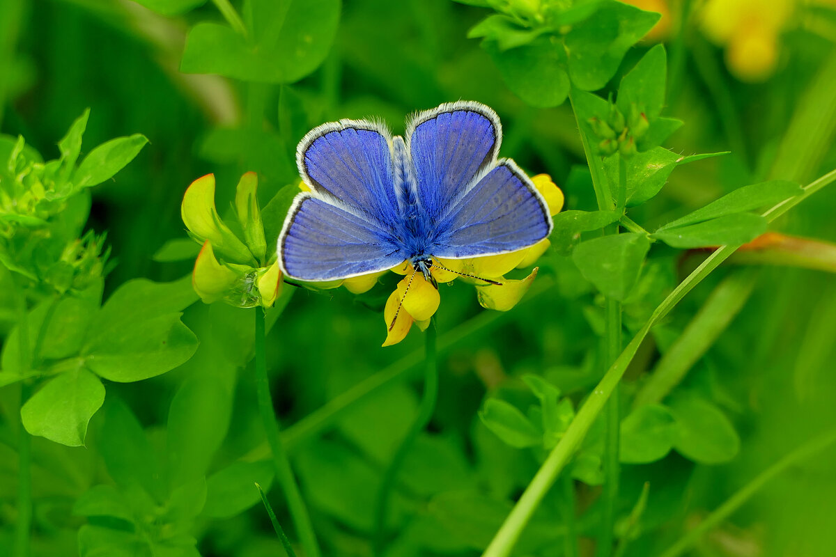 опять про бабочек 24 - Александр Прокудин