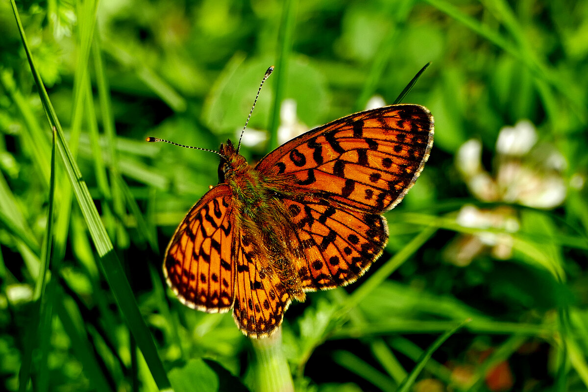 опять про бабочек 25 - Александр Прокудин опять про бабочек 25 - Александр Прокудин