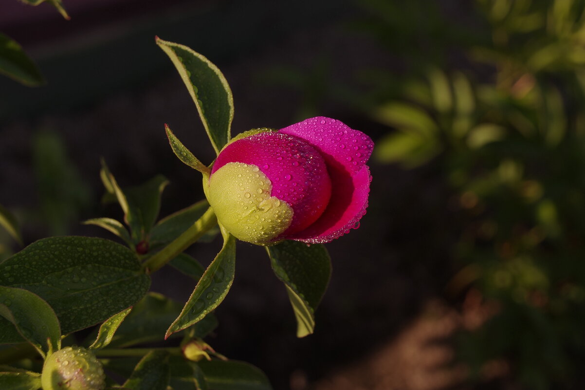 Молодой пион - Сергей Швечков