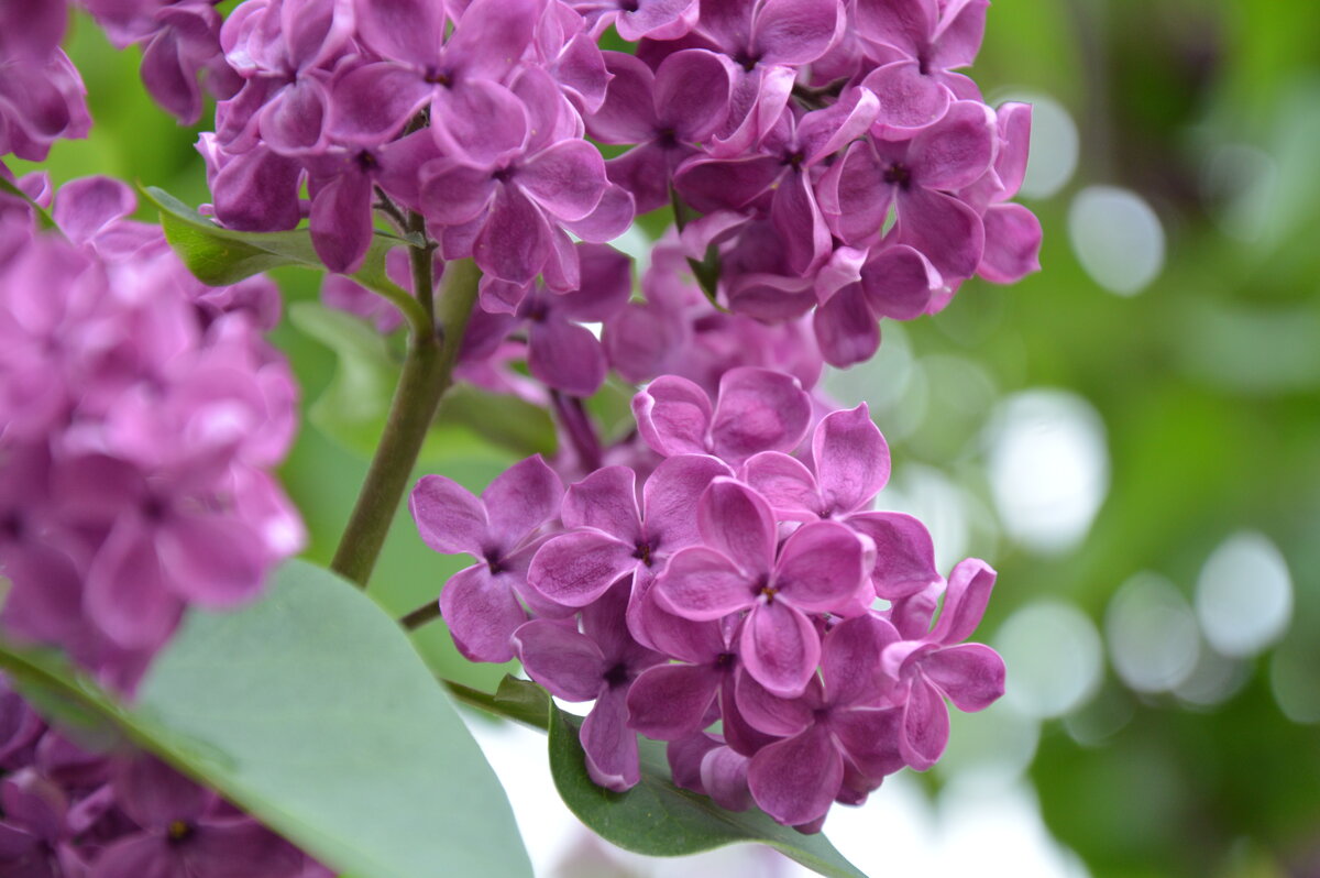 *** - Надежда Куркина *** - Надежда Куркина