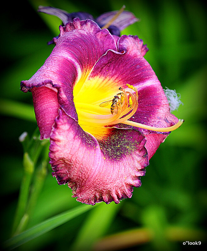 они на радость нам даны - Олег Лукьянов