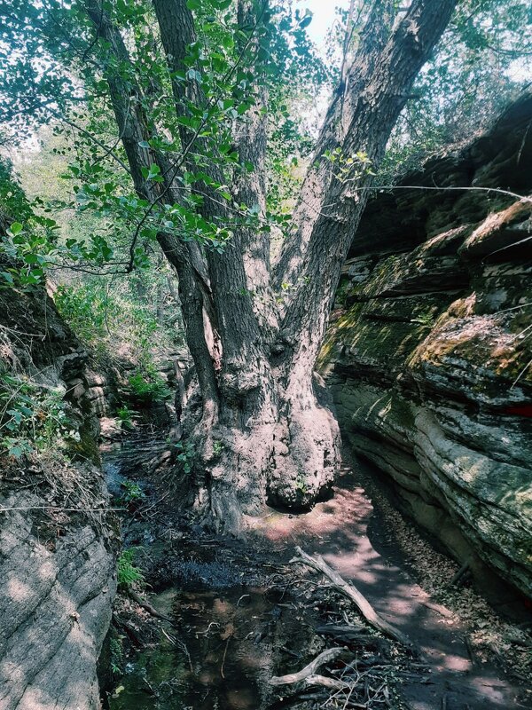 Черная ольха - Георгиевич Черная ольха - Георгиевич