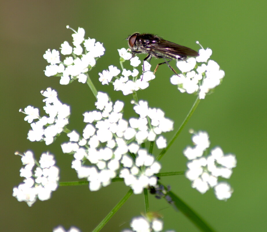 Золотобрюшка (Chrysogaster sp.) - Сергей Владимирович Егоров