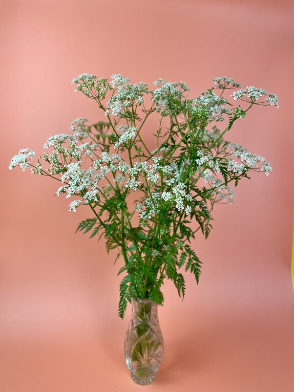 Купырь лесной - Виктор Орехов Купырь лесной - Виктор Орехов