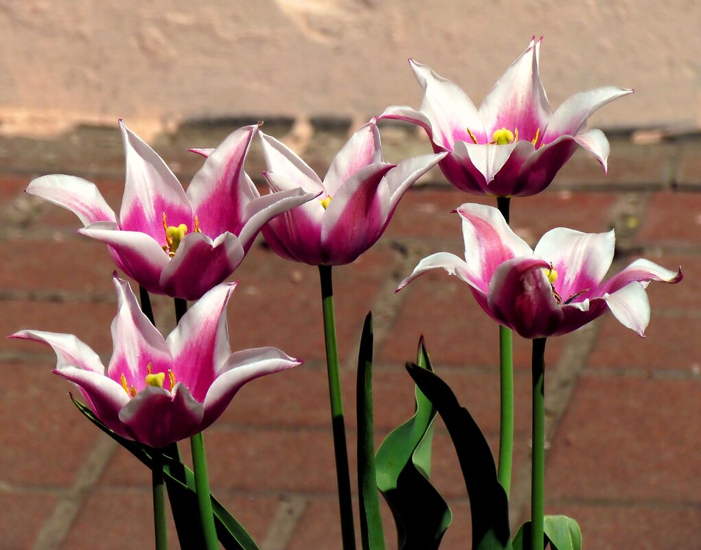 Цветы - Роман Савоцкий