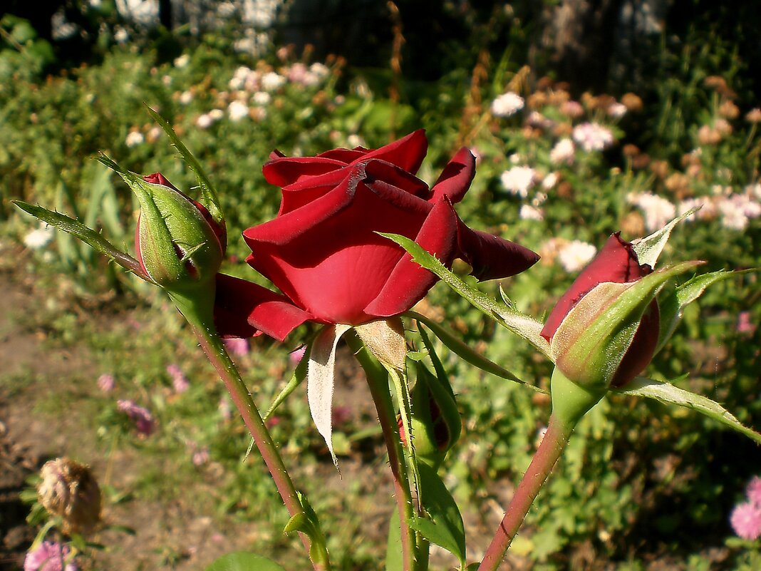 Цветы - Роман Савоцкий