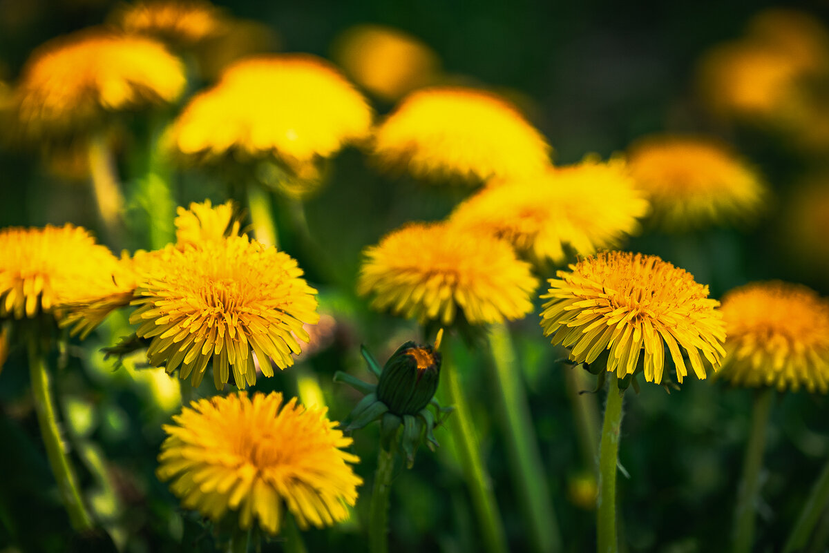 ... - Жора Житников ... - Жора Житников