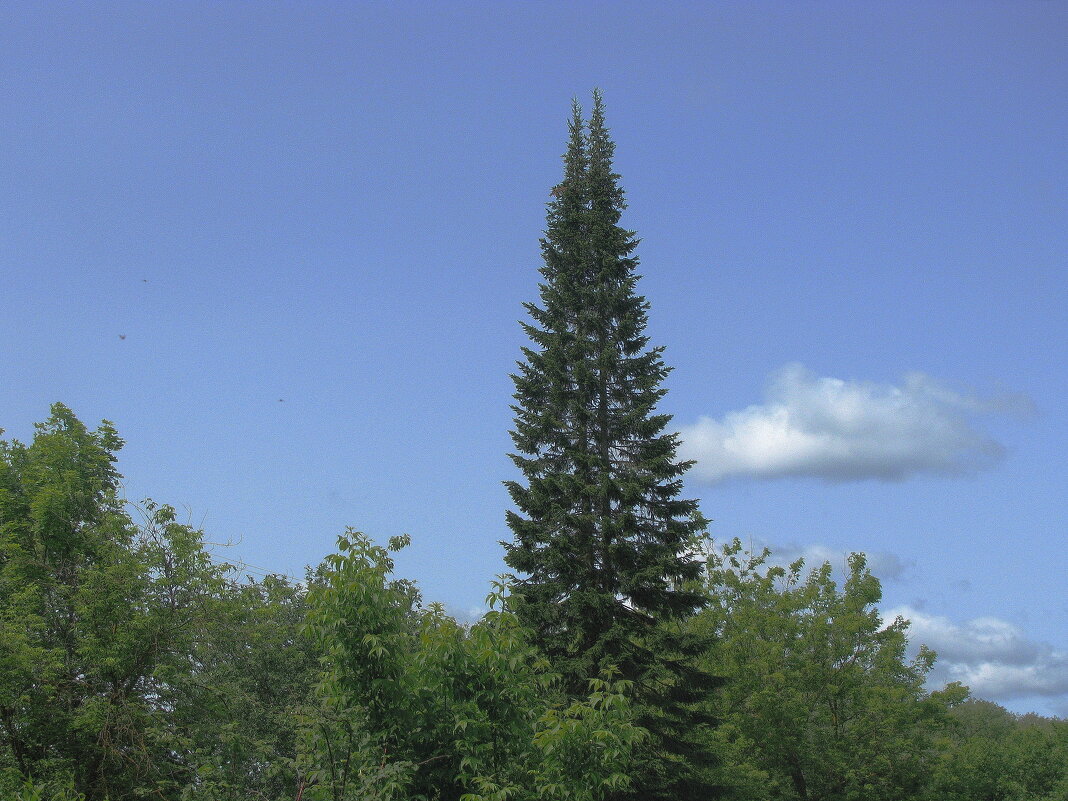 Красавица пихта - Людмила Смородинская Красавица пихта - Людмила Смородинская