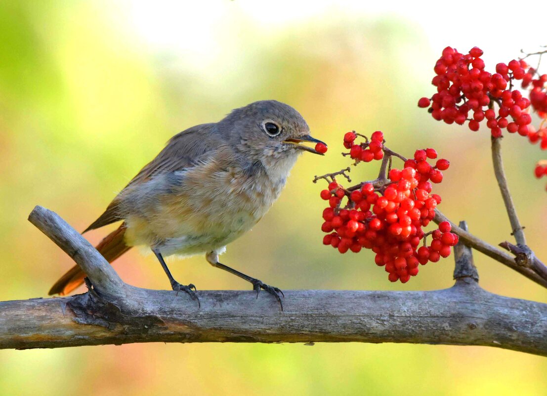 Изобилие - Михаил Белоусов Изобилие - Михаил Белоусов