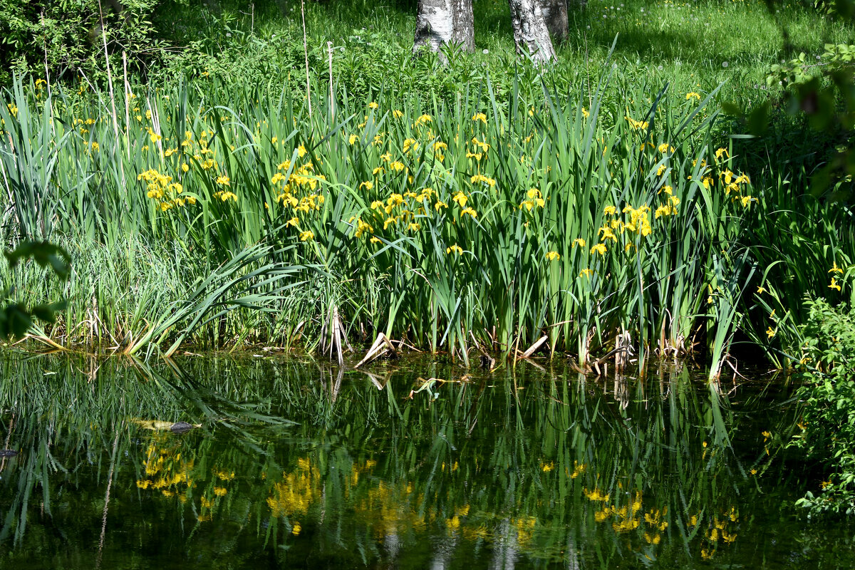 Весна в Ботаническом... - Наташа *****