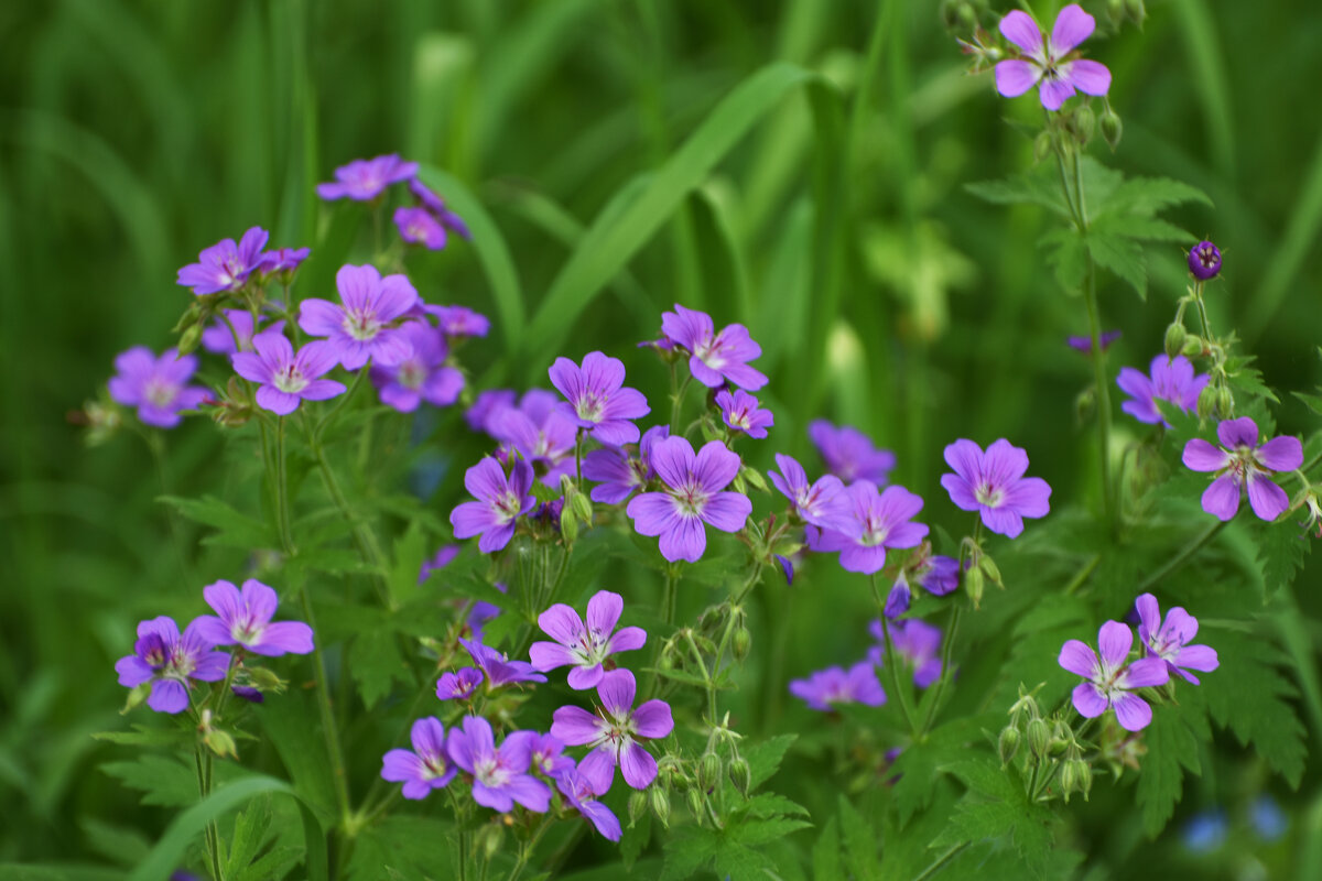 Весна в Ботаническом... Колокольчики. - Наташа *****