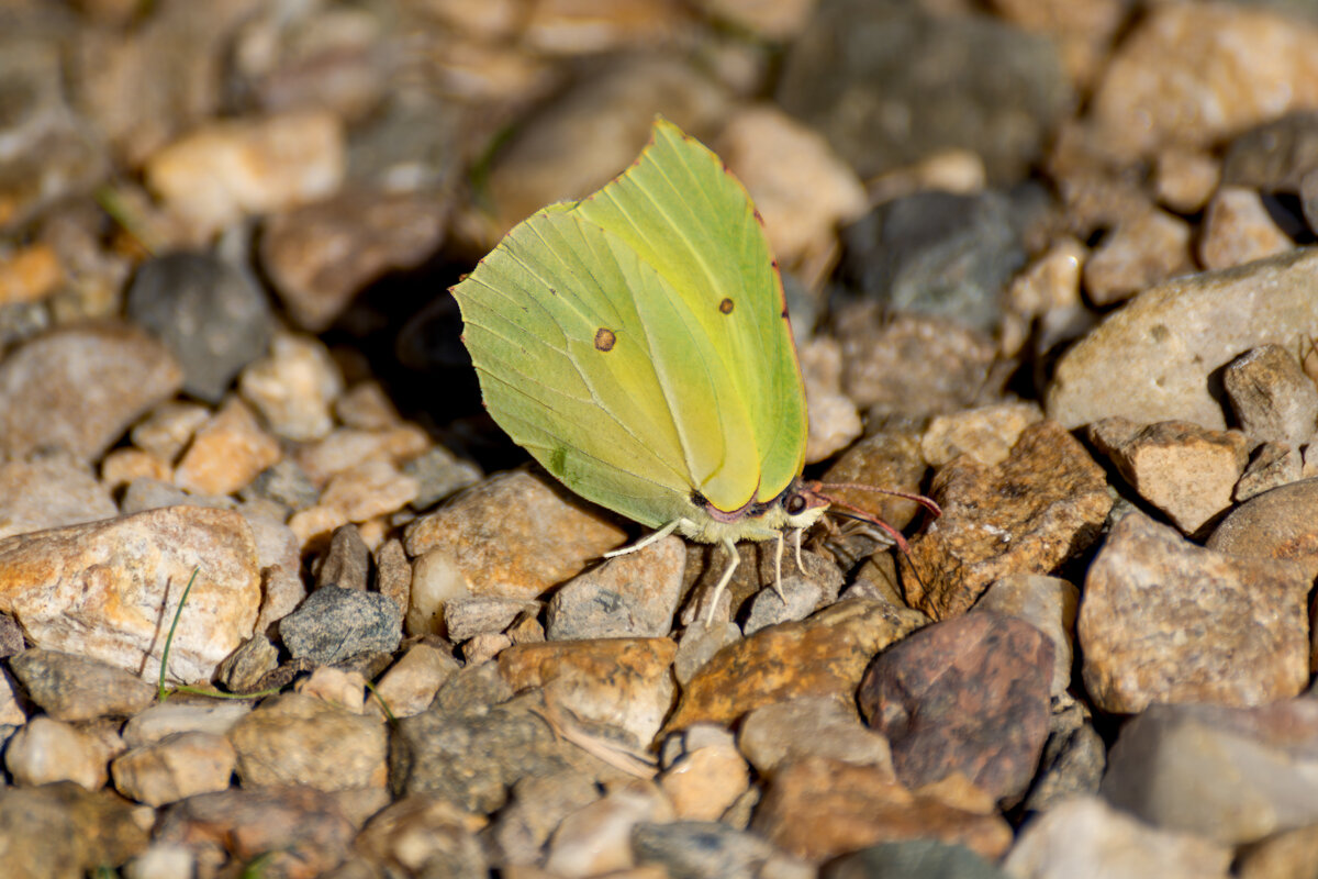 Бабочка - Игорь Сикорский Бабочка - Игорь Сикорский