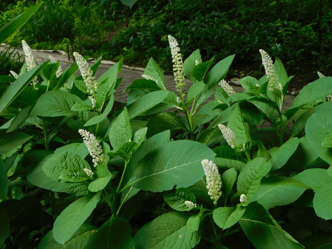 Лаконос американский - Наиля 