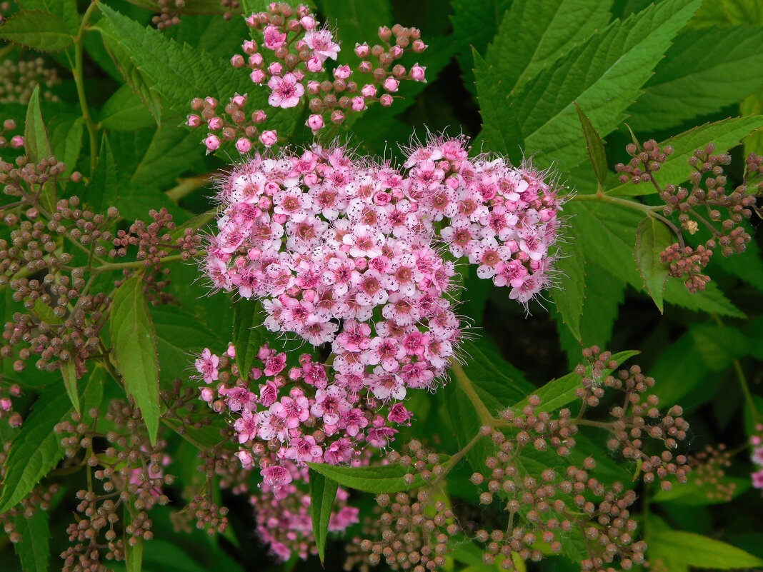 Спирея японская - Наиля Спирея японская - Наиля