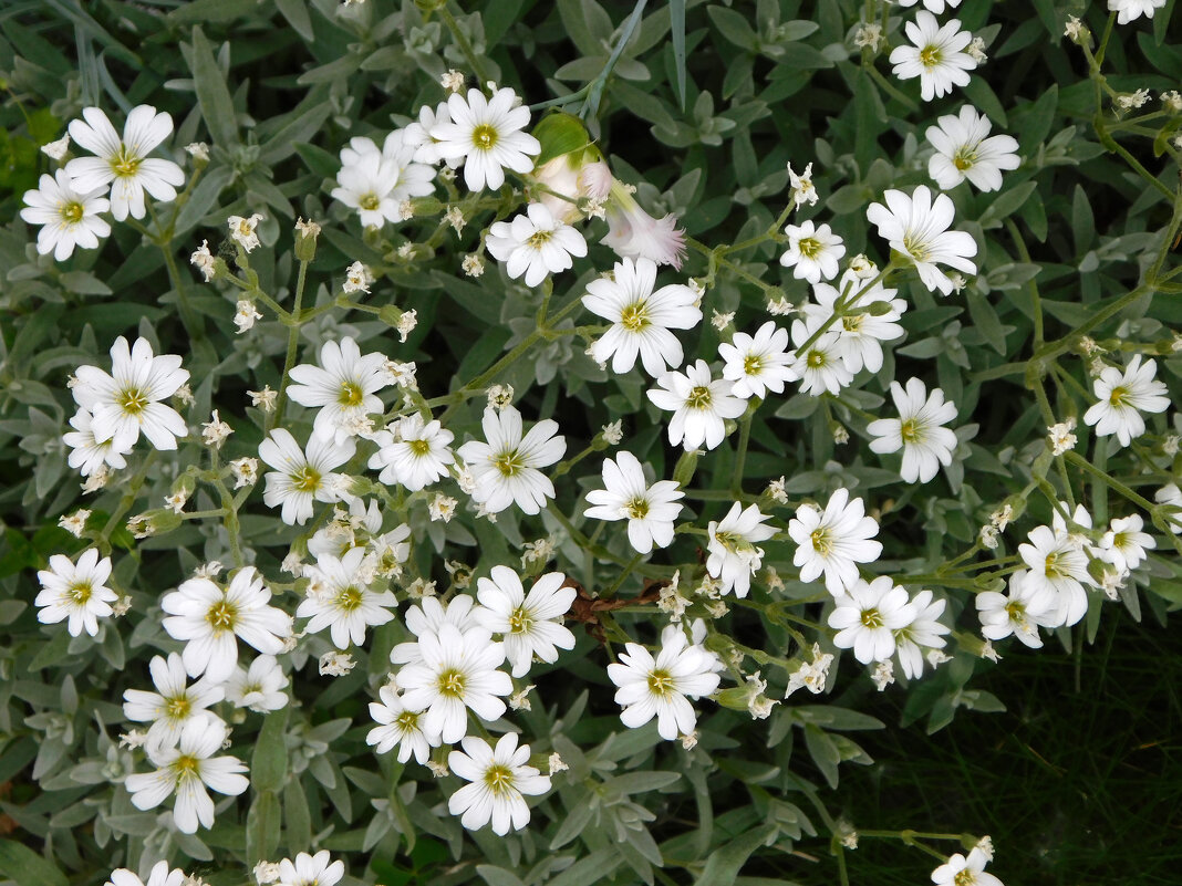 Ясколка войлочная - Наиля Ясколка войлочная - Наиля