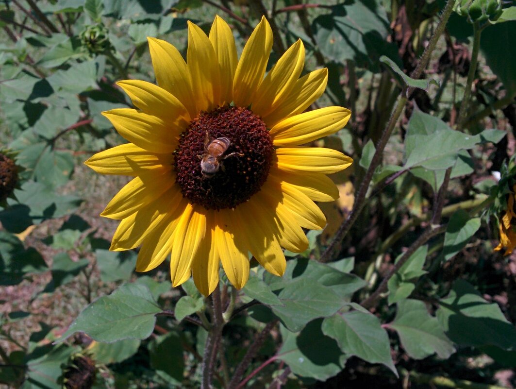 " - Светлана Хращевская