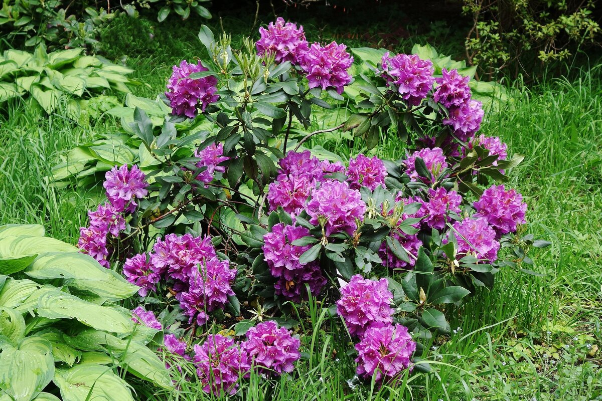 Рододендрон - Рита Симонова Рододендрон - Рита Симонова