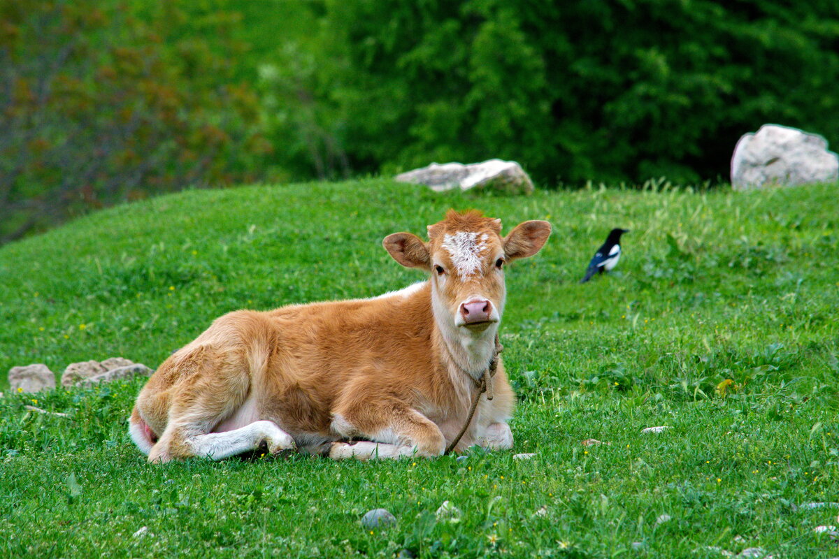 идилия - Юсиф Саркаров идилия - Юсиф Саркаров