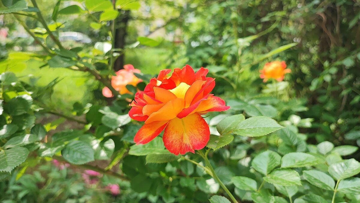 ,,, - Сергей Тимоновский