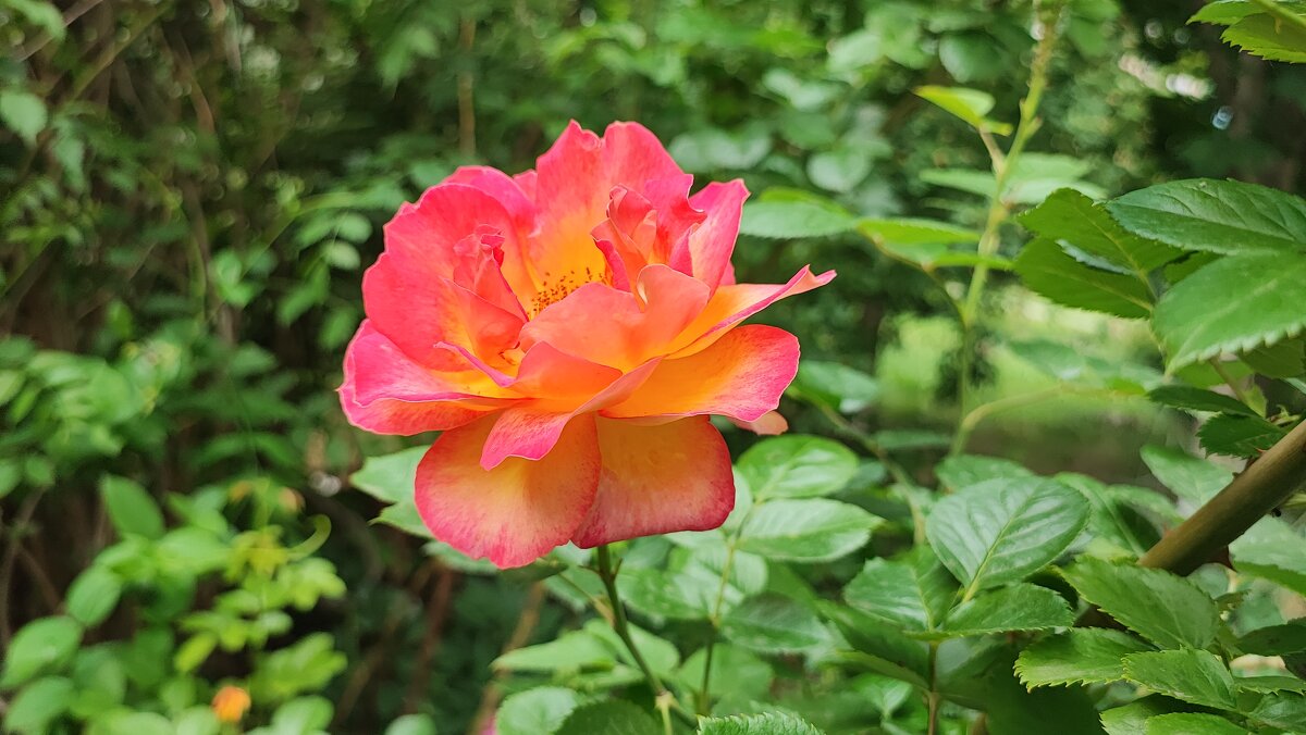 ,,, - Сергей Тимоновский ,,, - Сергей Тимоновский