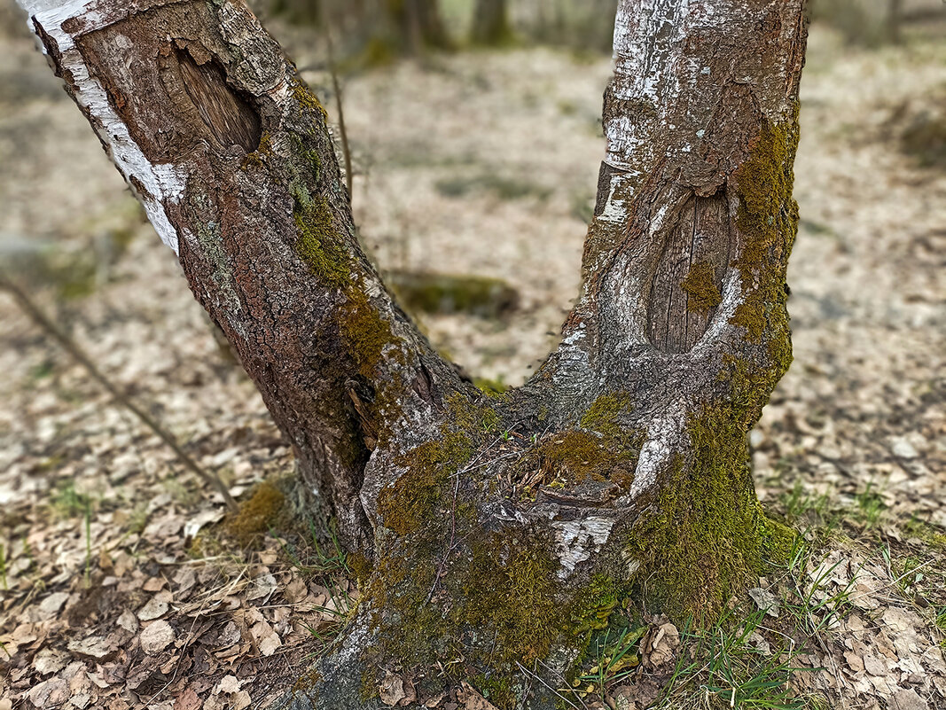 Из жизни деревьев. Кора. - Лилия *
