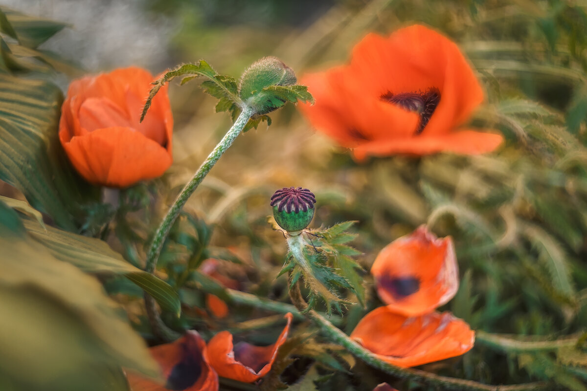 Про мак. - Владимир Колесников