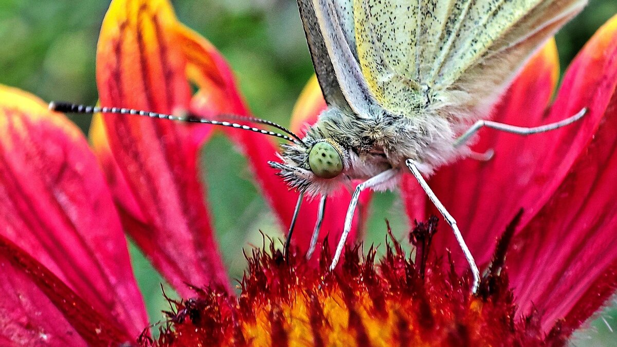Бабочка - Гуля Нагиева