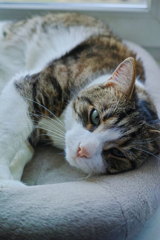 ... - ВЛАДИМИР 