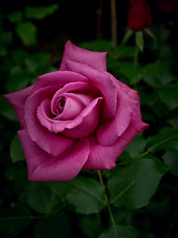 Цветок любьви. - Галина Левина Цветок любьви. - Галина Левина