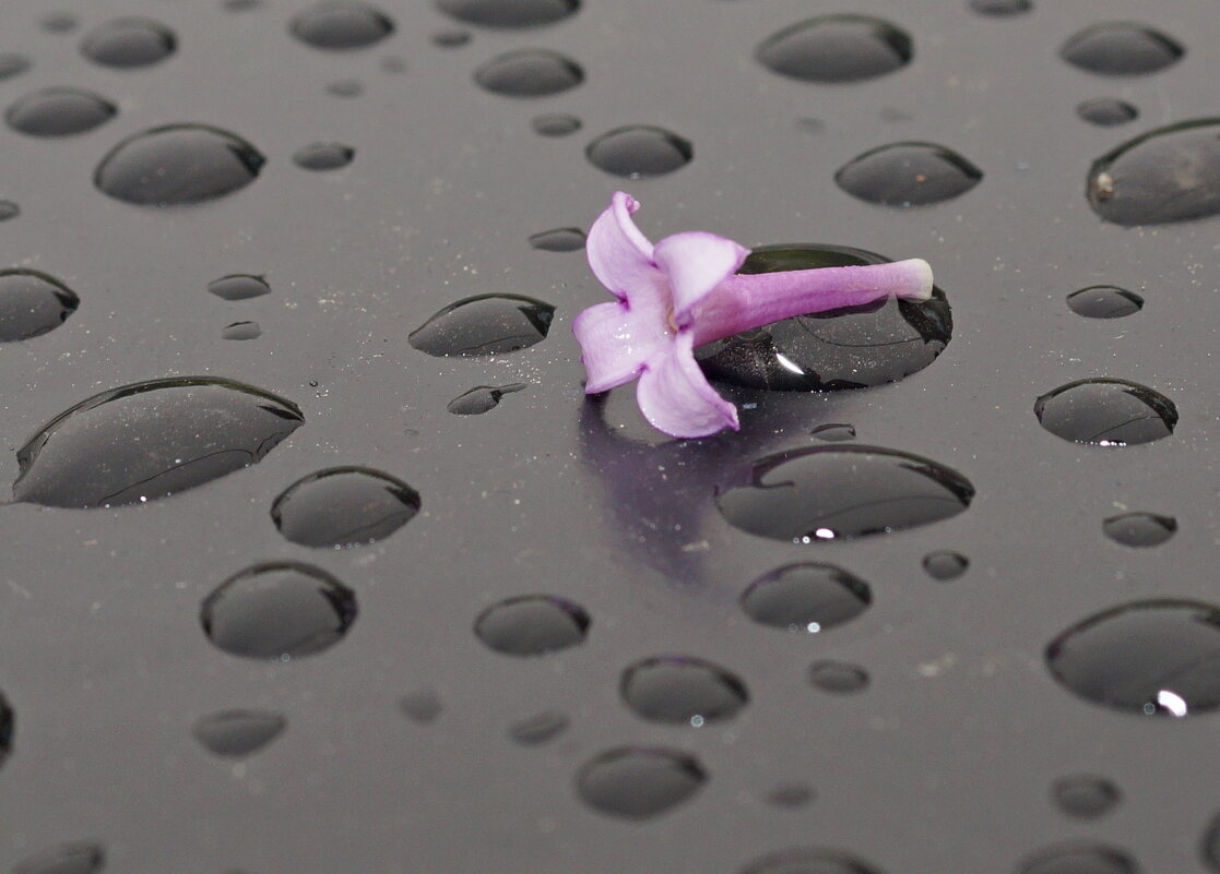 "Дудочка" сирени... - Андрей Катков "Дудочка" сирени... - Андрей Катков