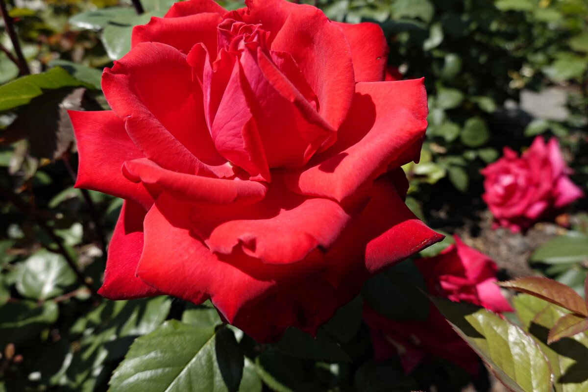 Удомленная солнцем... - Галина 