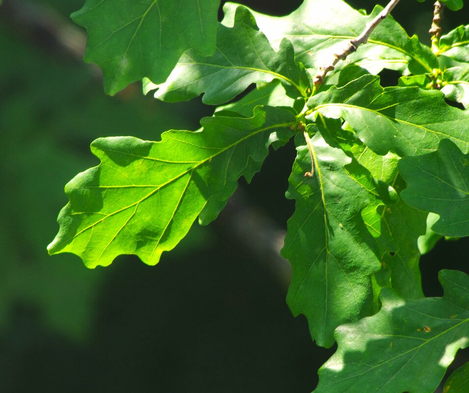 Новая ветвь ! - Юрий Куликов Новая ветвь ! - Юрий Куликов