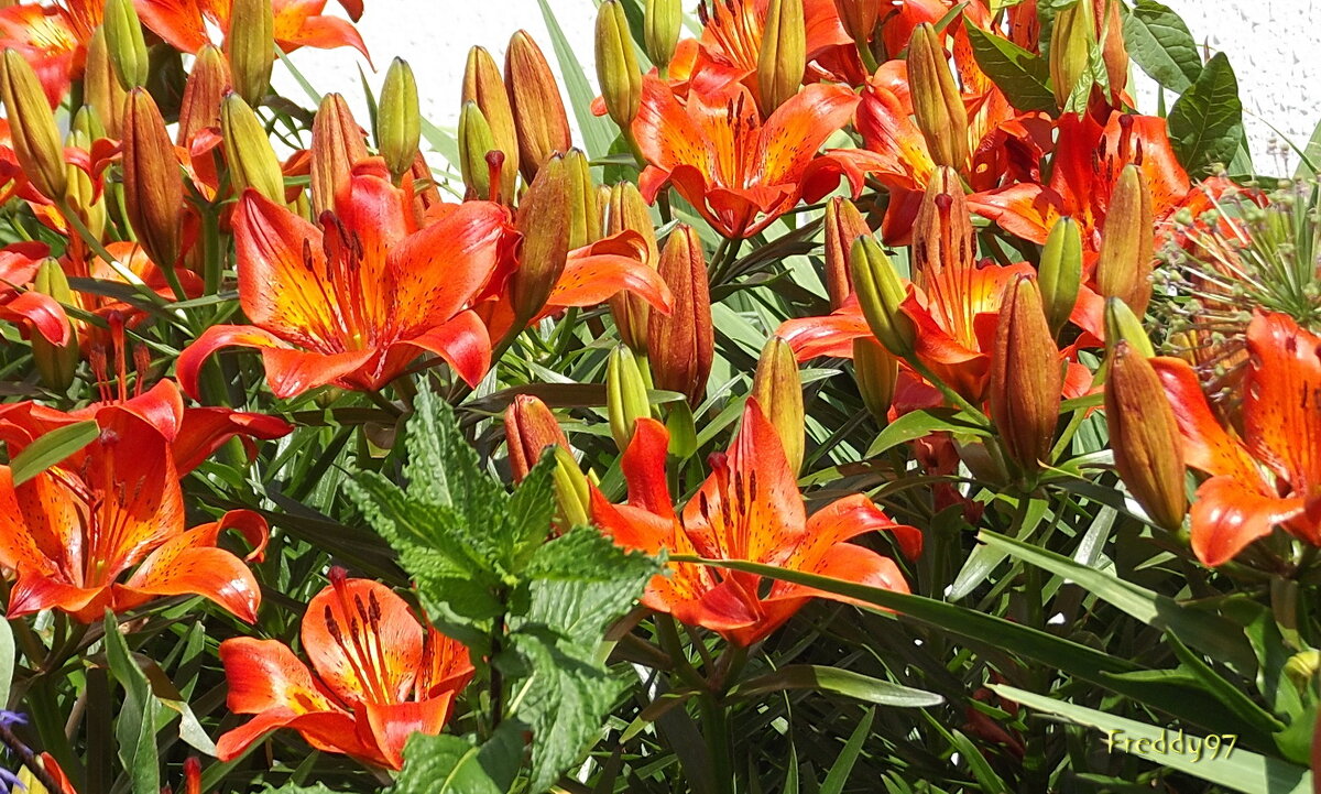 Рыжие лилии - Freddy 97